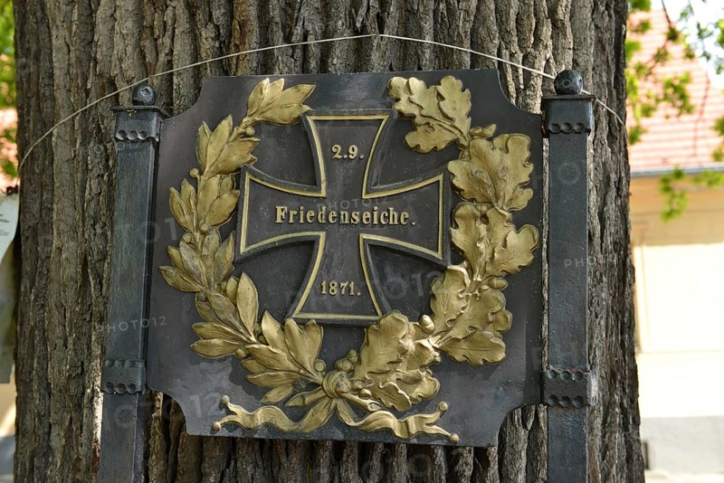 Peace Oak