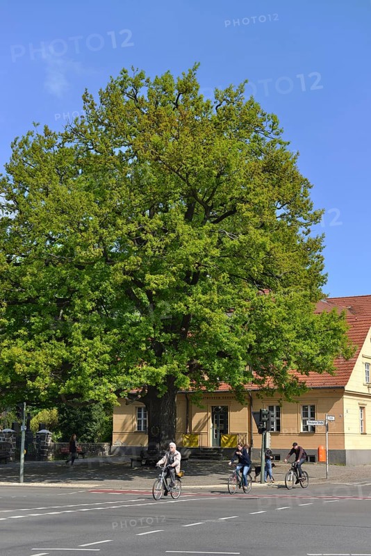 Peace oak