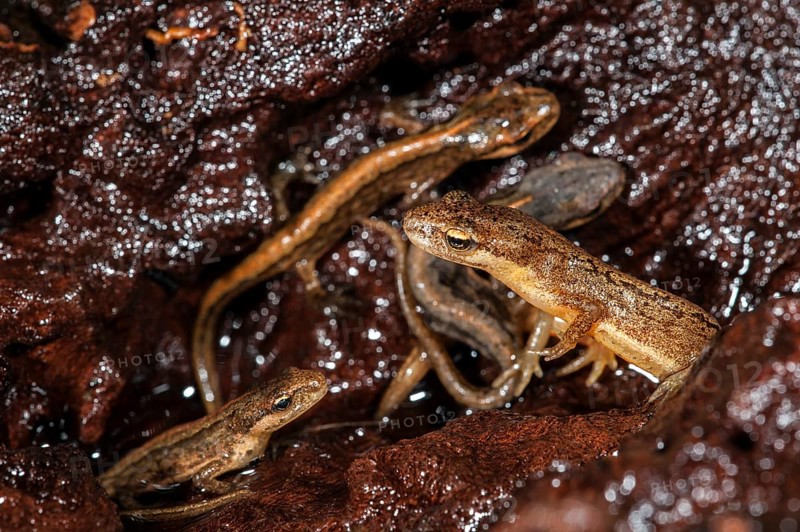 Adult and juvenile smooth newts