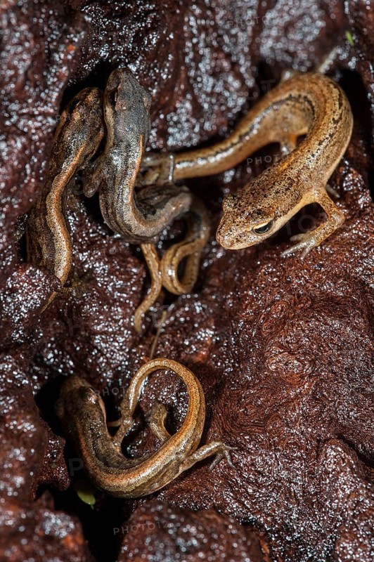 Adult and juvenile smooth newts