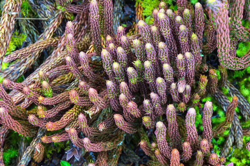 Ground pine