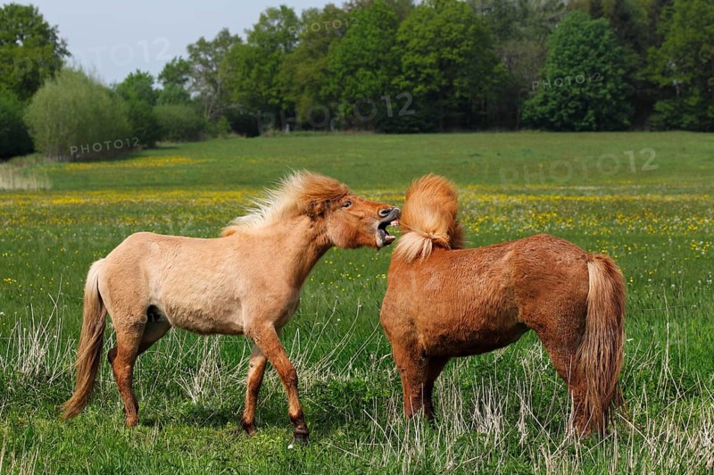Icelandic horses