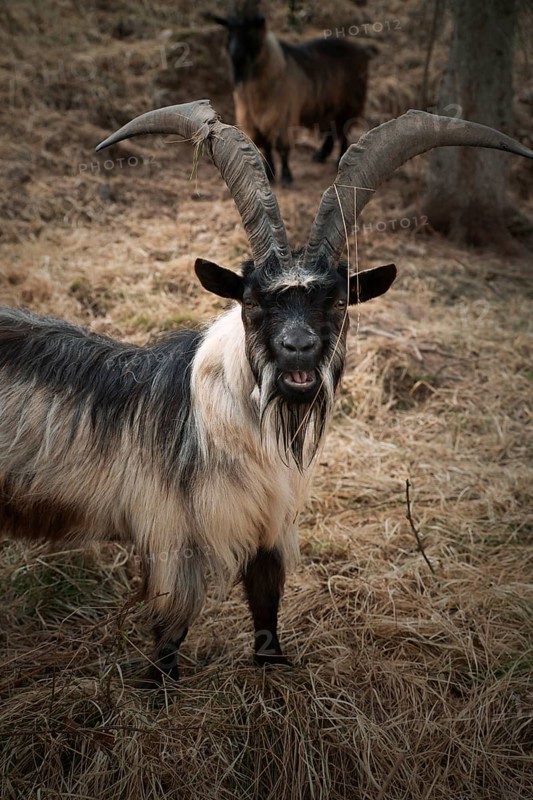 Mountain goat