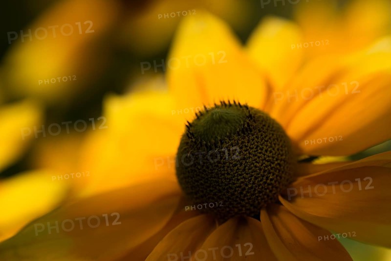 Flower of a coneflower