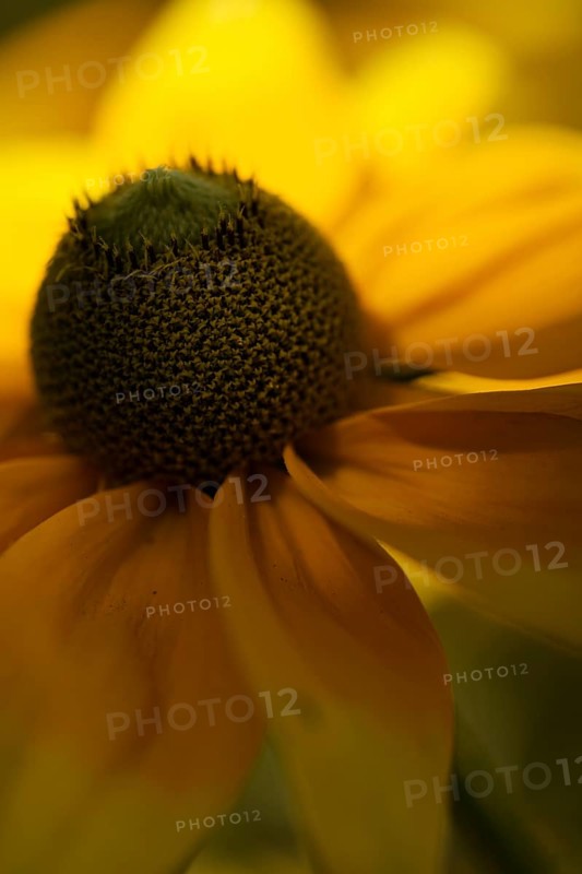 Flower of a coneflower