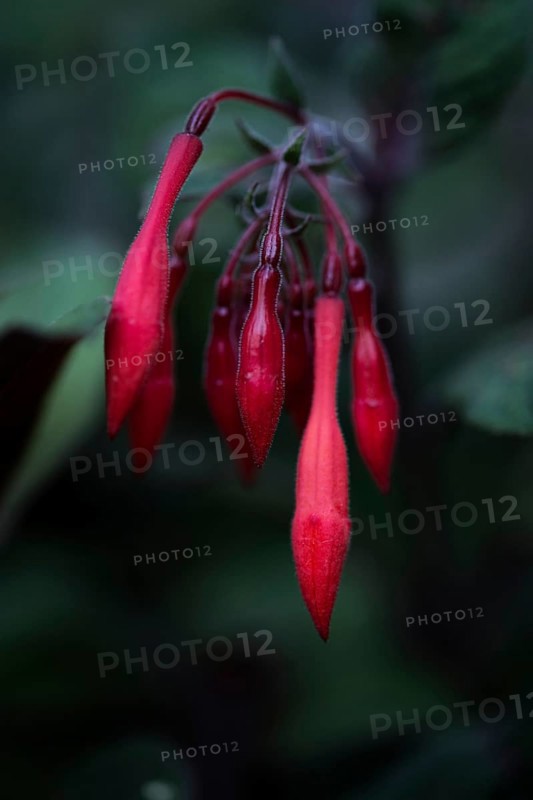 Fuchsia blossom