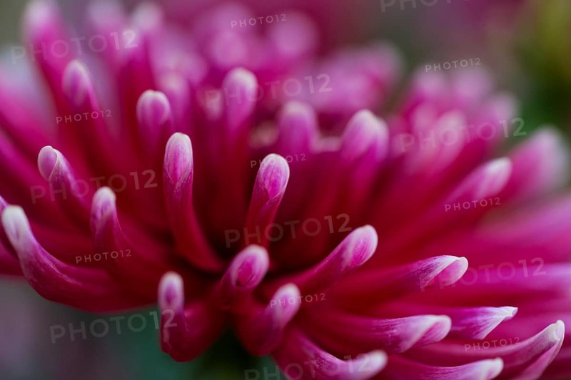 Flower of a dahlia