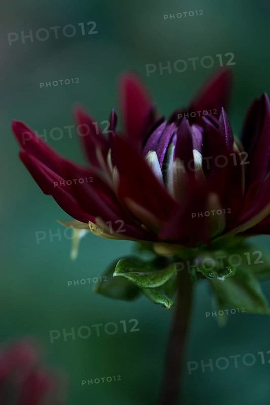 Flower of a dahlia
