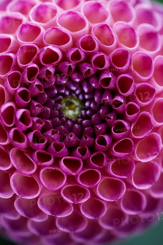 Flower of a dahlia