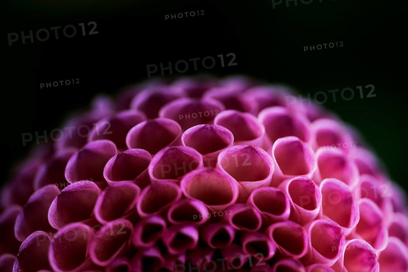 Flower of a dahlia