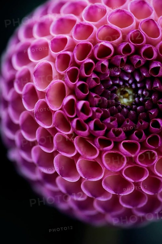Flower of a dahlia