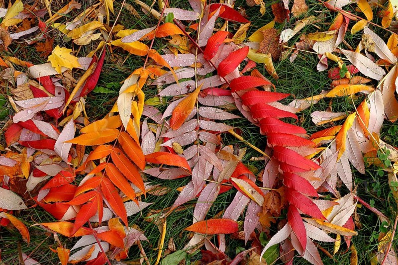 Leaf of staghorn sumac