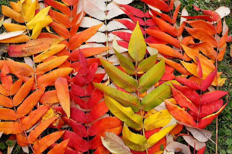 Leaf of staghorn sumac