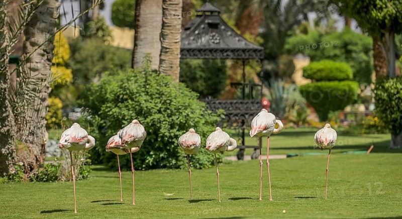 Flamingos