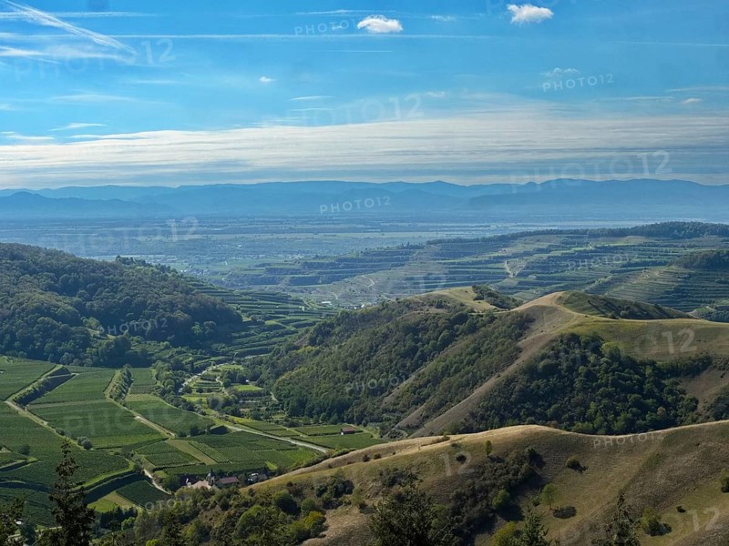 View from the Eichelspitz tower of the vineyards around Altvogtsburg