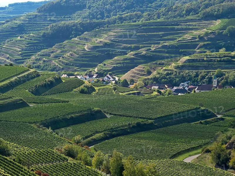 The wine-growing areas around Schelingen am Kaiserstuhl
