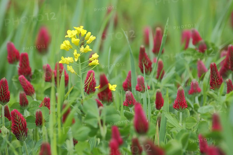 Field mustard