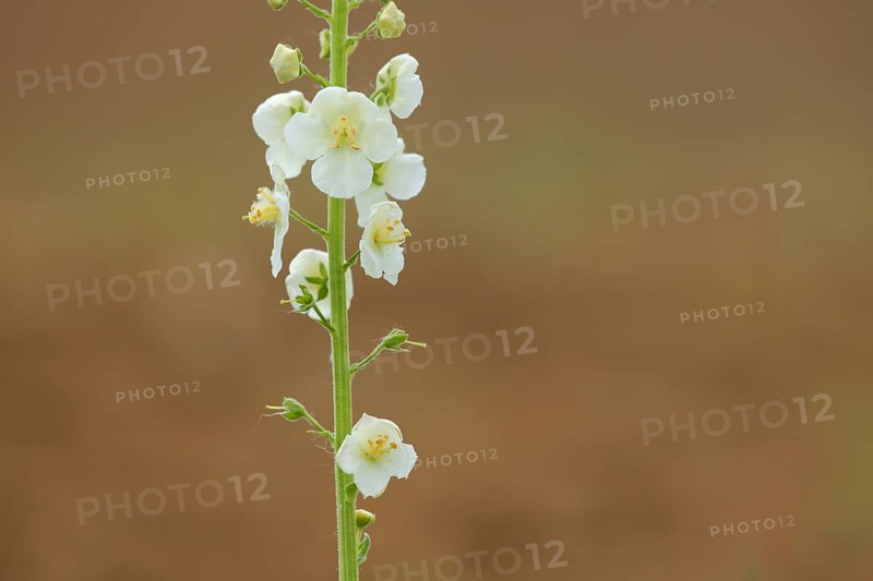 Detail of white purple mullein
