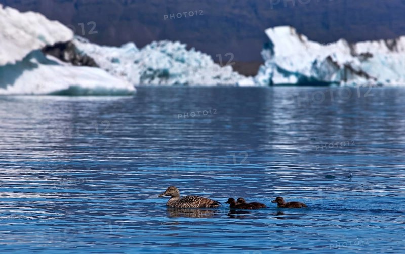 Mother common eiders