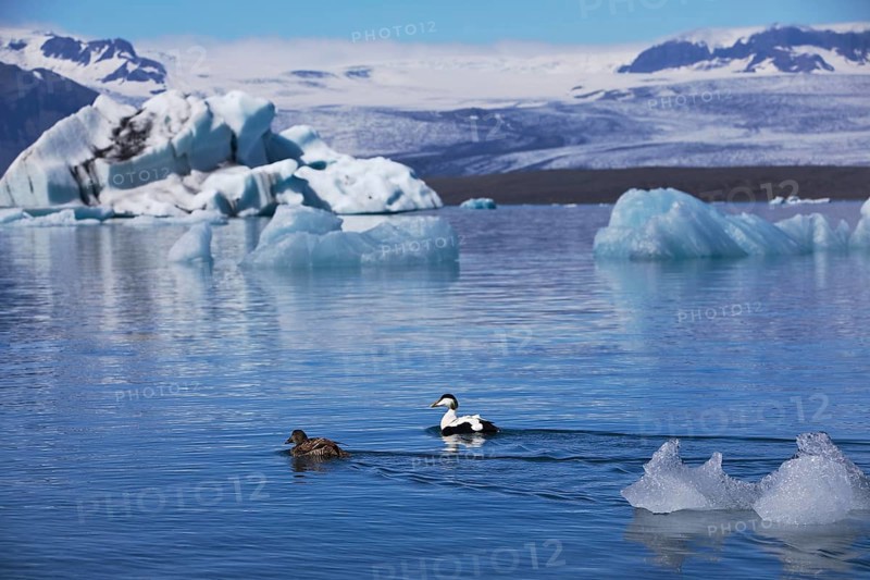 Pair of common eiders