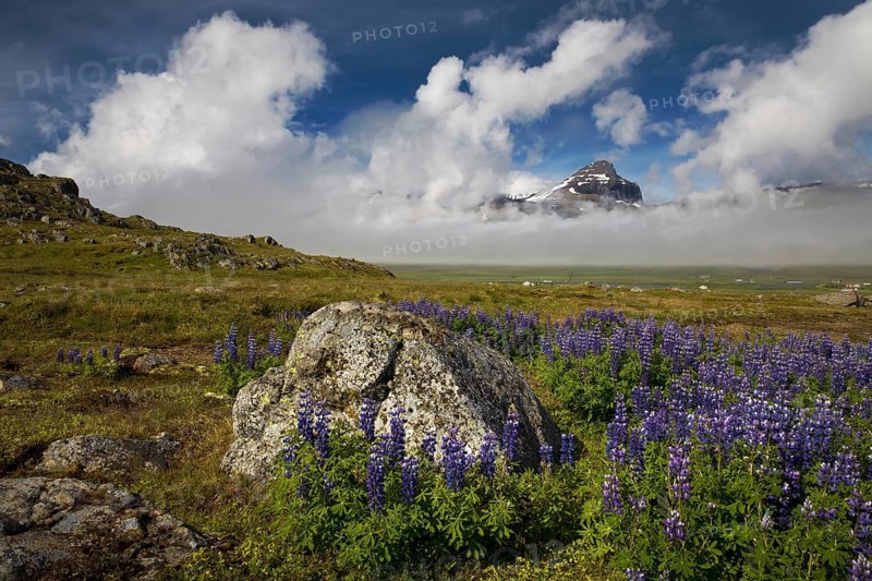 Lupins