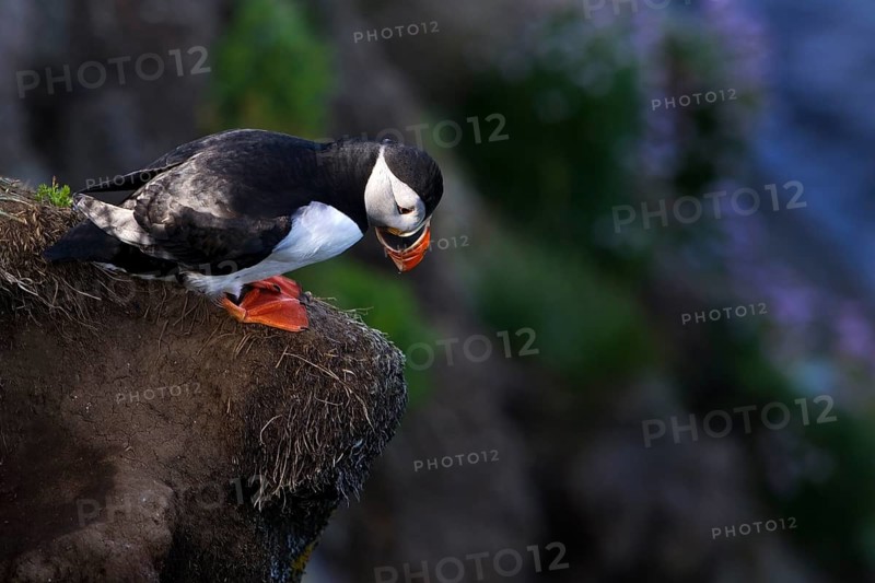 Puffin