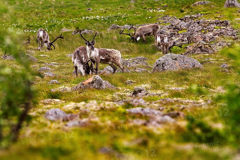 Reindeer