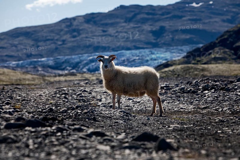 Wild sheep