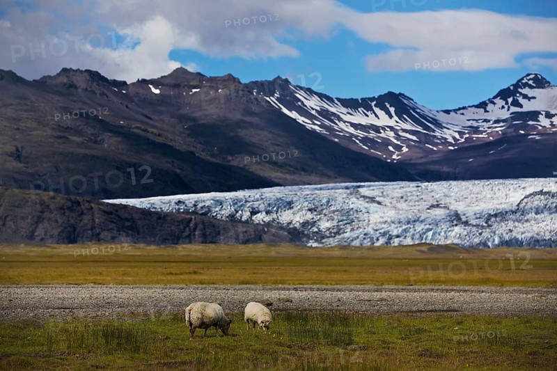 Wild sheep