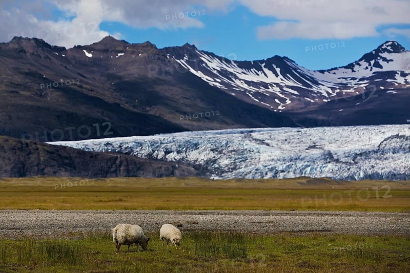 Wild sheep