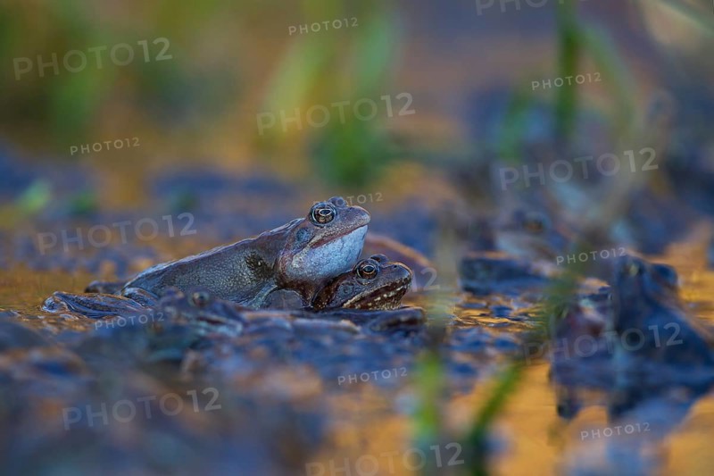 Common frog