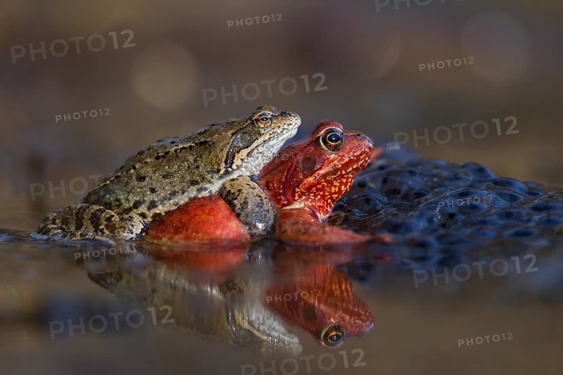 Common frog