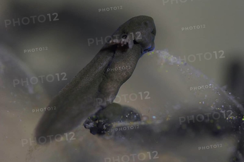 Common frog