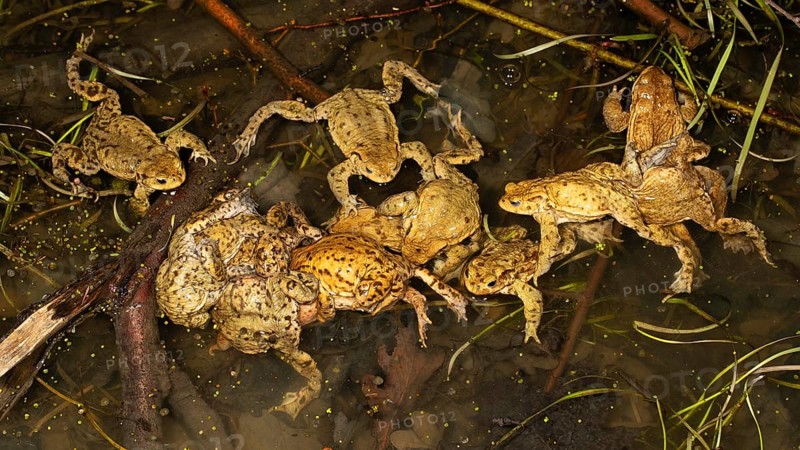 Common toads