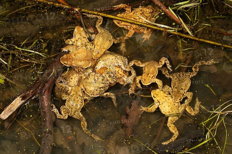 Common toads