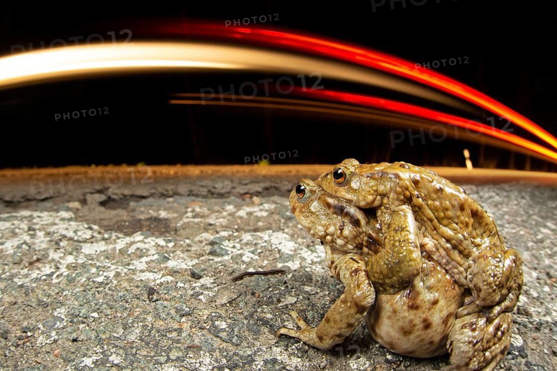Common toad