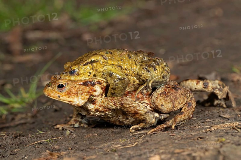 Common toad