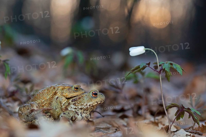 Common toad