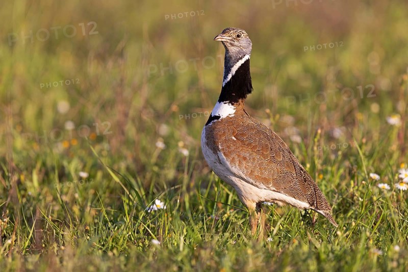 Little Bustard