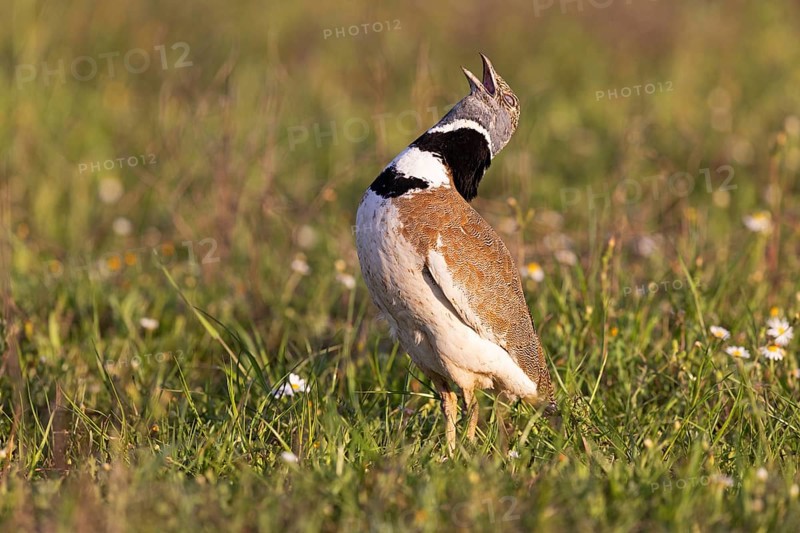 Little Bustard