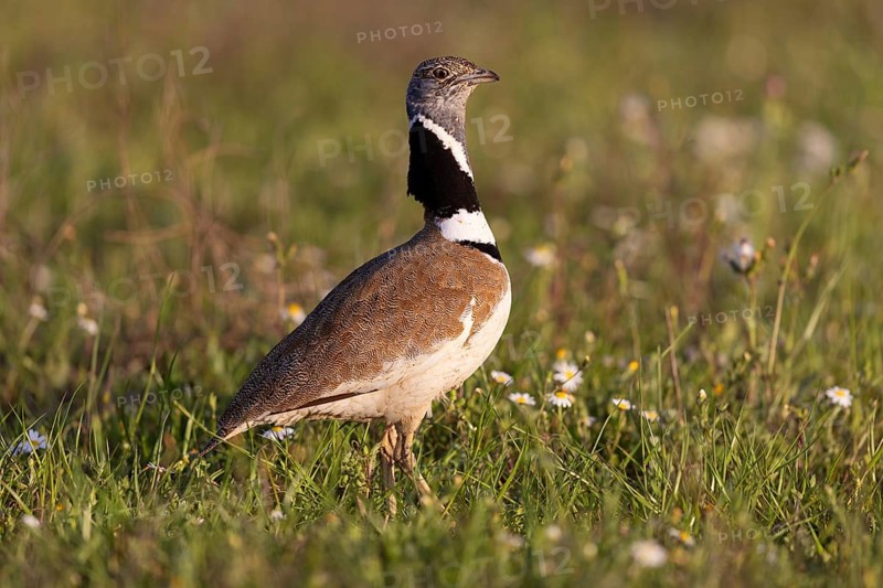 Little Bustard