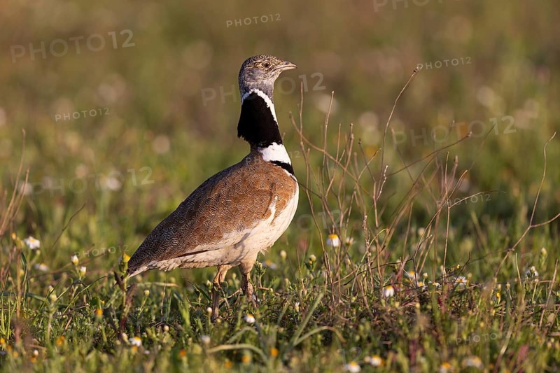 Little Bustard
