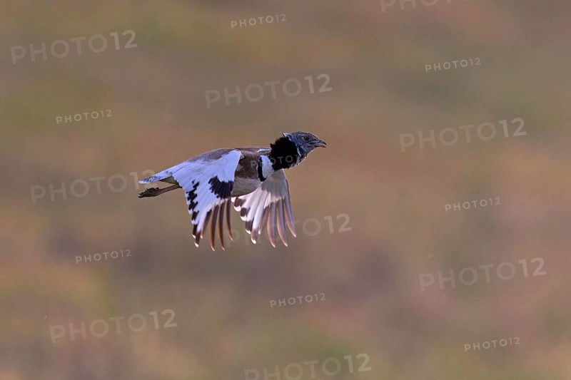 Little Bustard