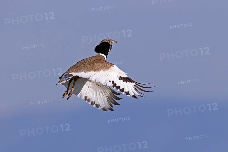 Little Bustard