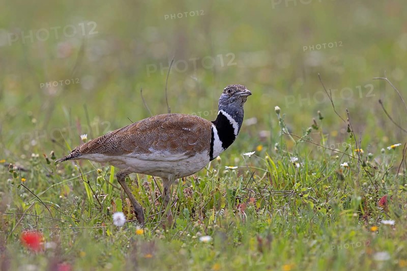 Little Bustard