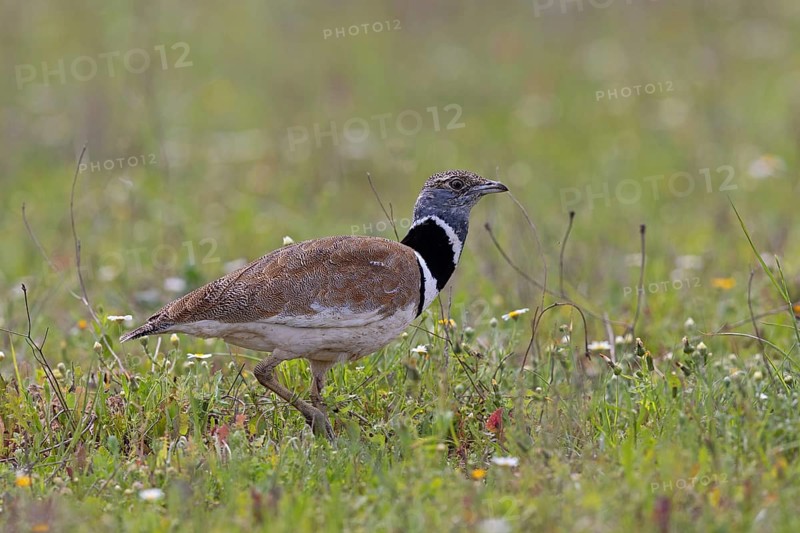 Little Bustard