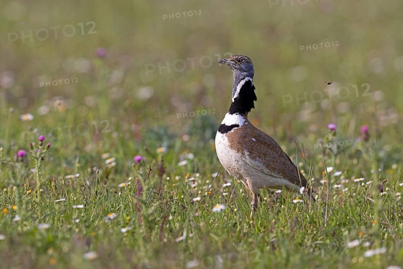 Little Bustard