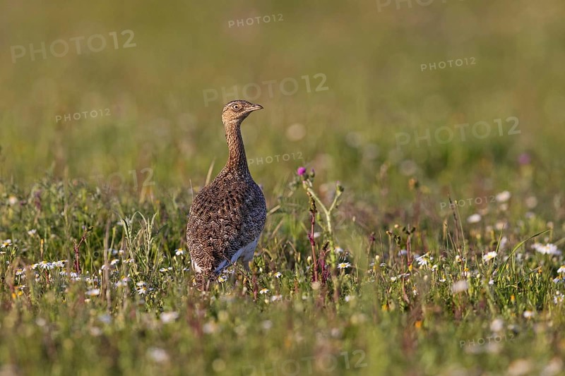 Little Bustard
