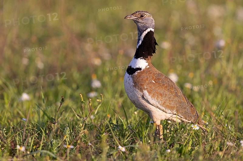 Little Bustard