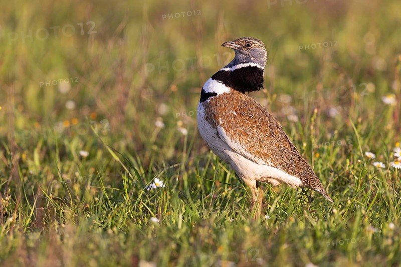 Little Bustard
